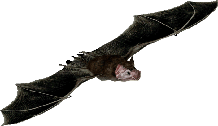 Vampire Bat PNG