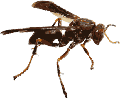 Wasp PNG