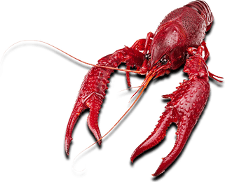 Crawfish PNG