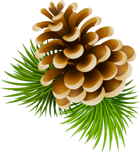 Conifer Cone PNG