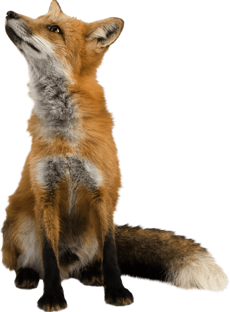 Mammal PNG