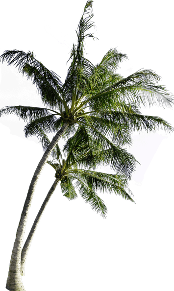 Palm Wine Tree PNG