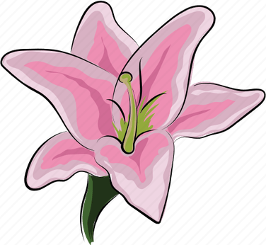 Amaryllis Flower PNG
