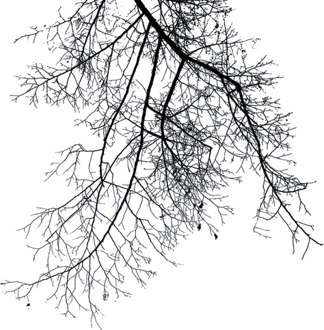 Branch PNG