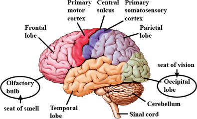 Human Brain PNG
