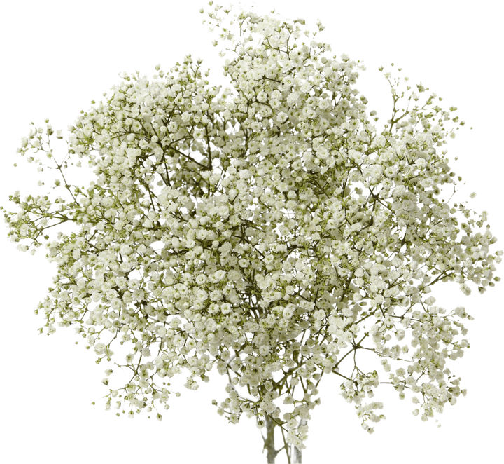 Babys Breath Flower PNG