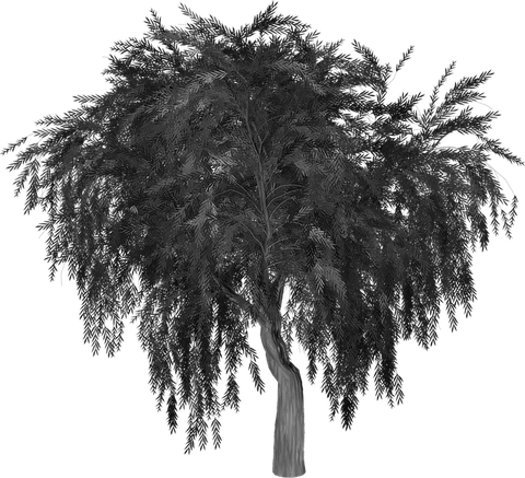 Weeping Willow Tree PNG