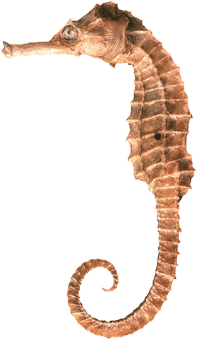 Seahorse PNG