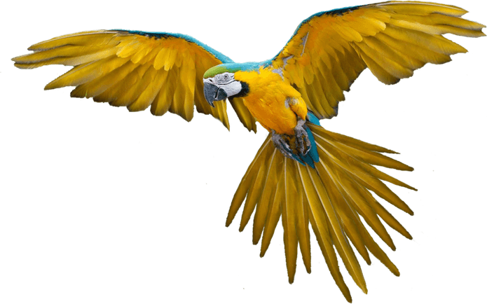 African Bird PNG