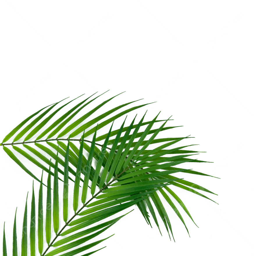 Palm Leaf PNG