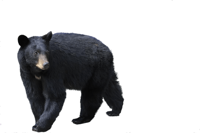American Black Bear PNG