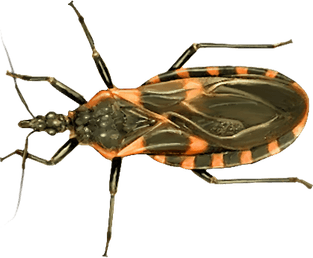 Kissing Bug PNG