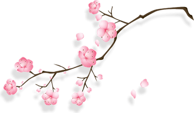 Cherry Blossom PNG