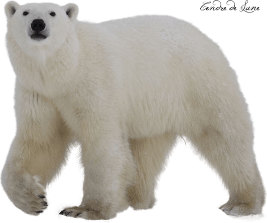Polar Bear PNG