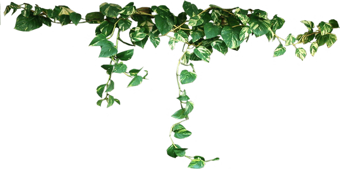 Green Vines PNG