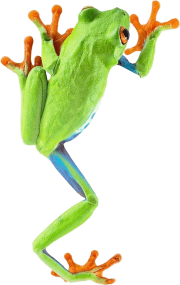 Frog PNG