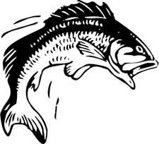 Bass Fish PNG