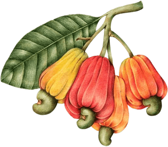 Cashew Apple PNG
