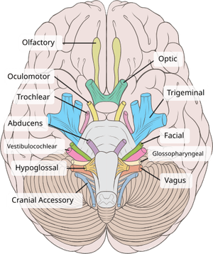 Dog Brain PNG