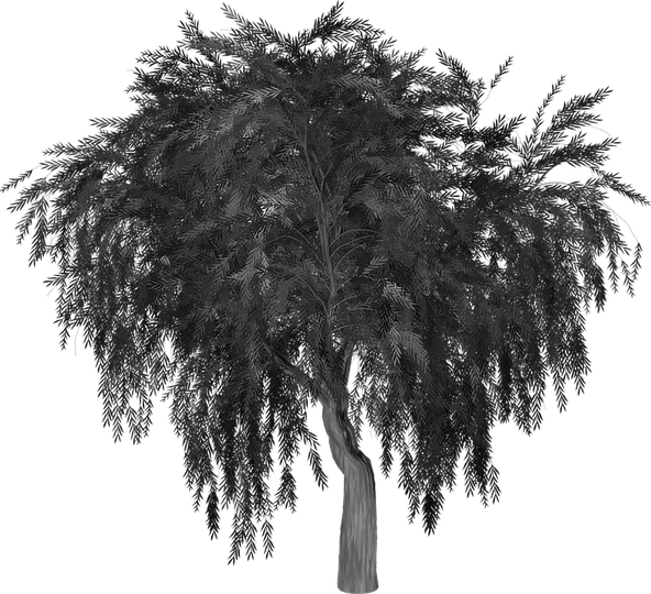 Black Willow Tree PNG