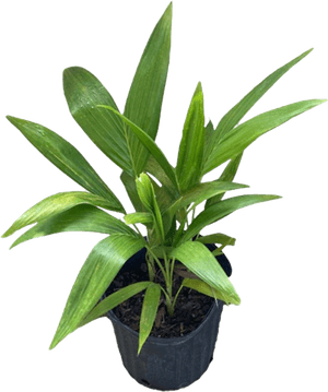 Florida Palm Tree PNG