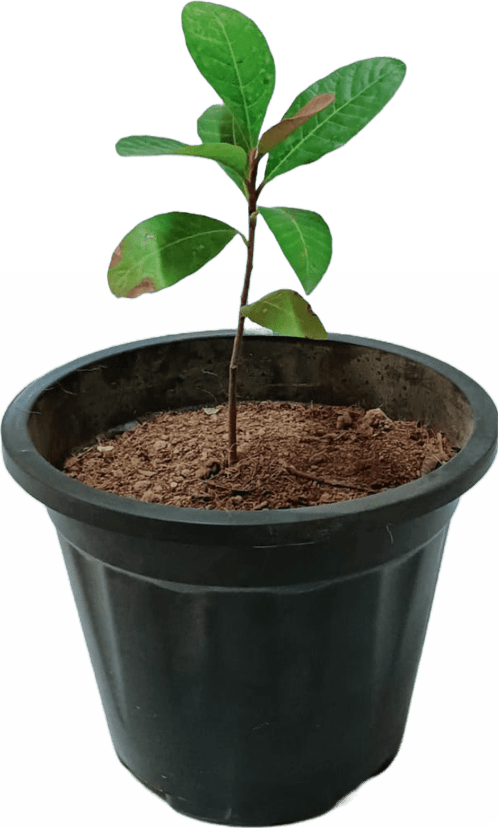 Pot Tree PNG