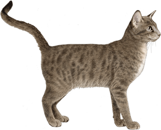 Street Cat PNG