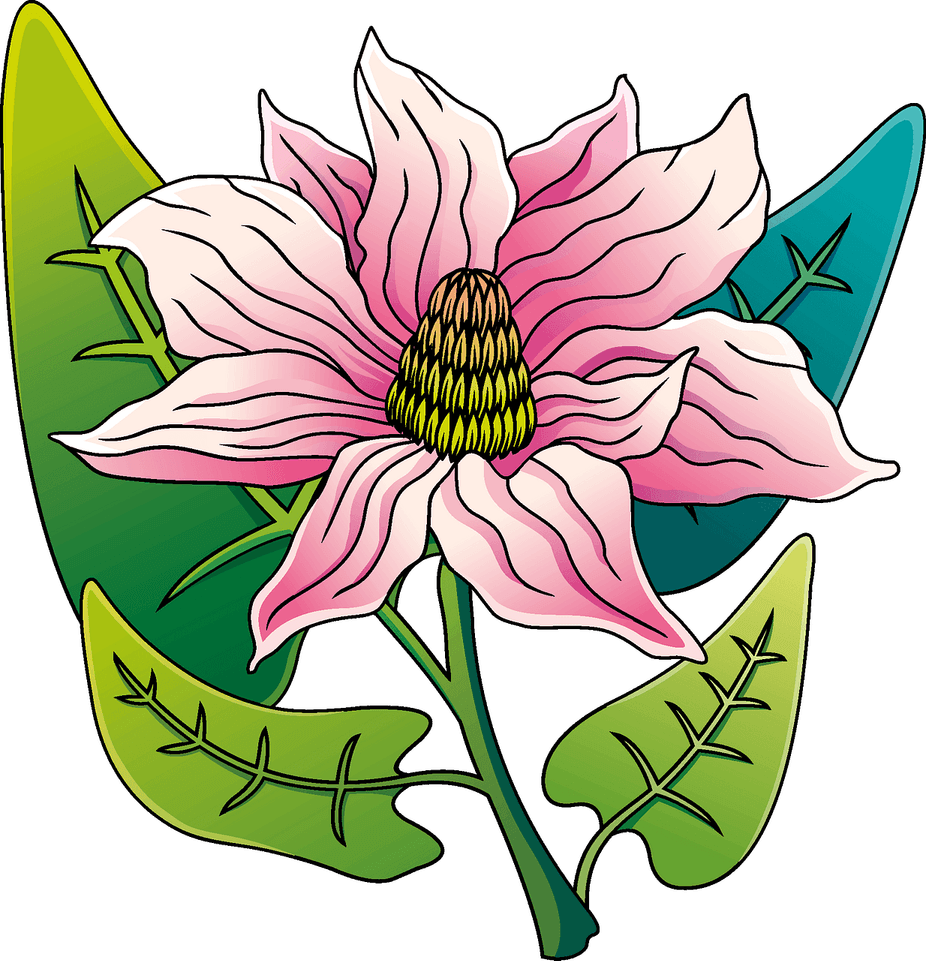 Magnolia Flower PNG