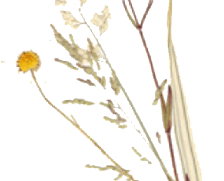 Dry Flower PNG