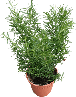Rosemary PNG
