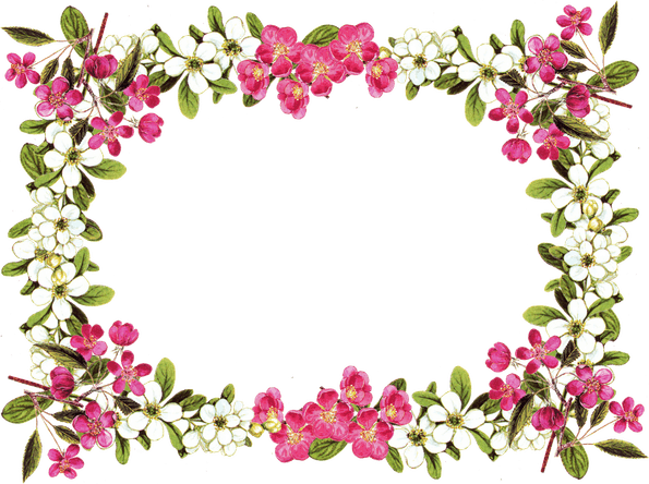 Cherry Blossom Border PNG