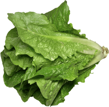 Lettuce PNG
