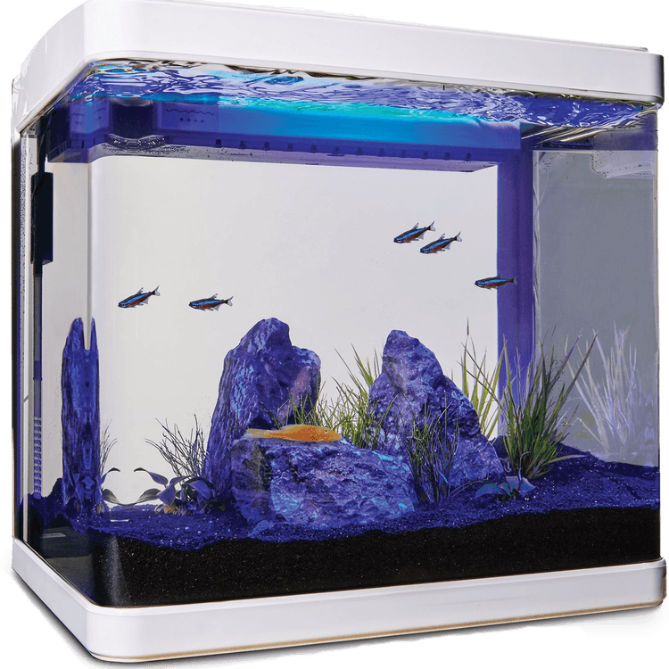 Aquarium Fish Tank PNG