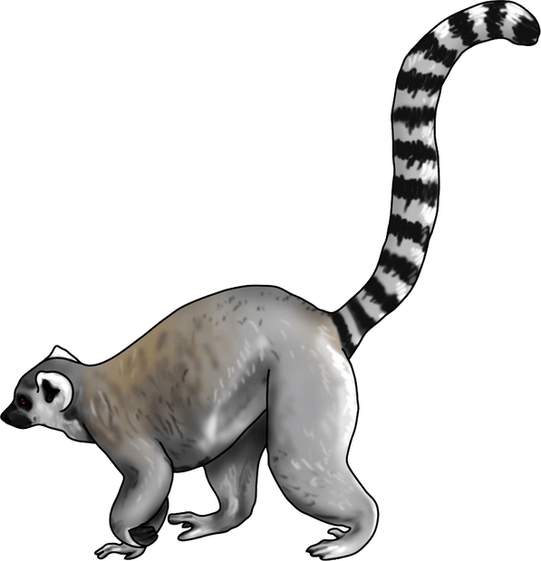 Lemur PNG