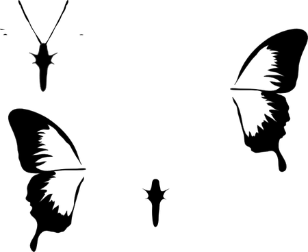 Butterfly Bw PNG