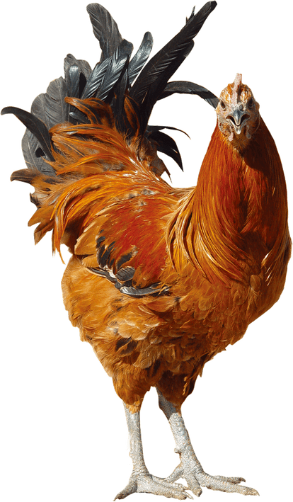 Chicken Bird PNG