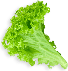 Lettuce PNG