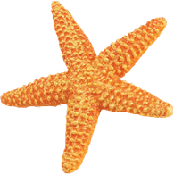 Starfish PNG