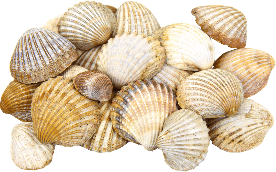 Seashell PNG
