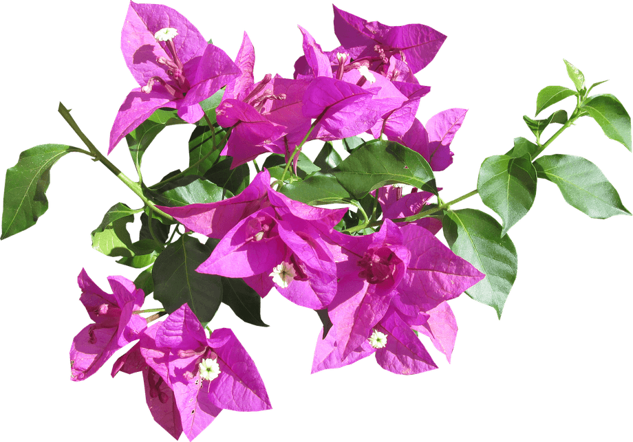 Bougainvillea Flower PNG