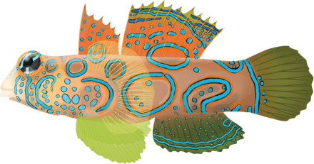 Mandarin Fish PNG