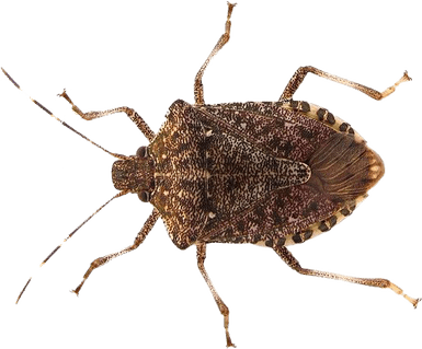 Leafhoppers PNG