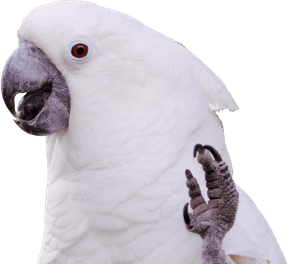African Bird PNG