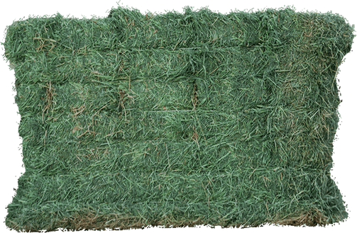 River Grass PNG