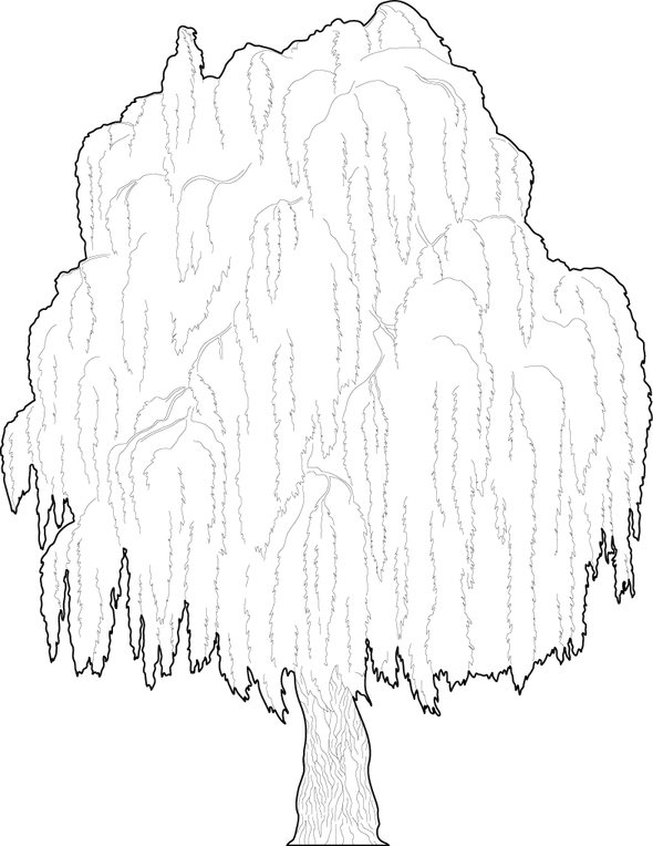 Weeping Willow Tree PNG