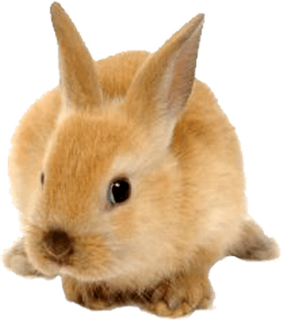 Rabbit PNG