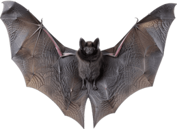 Bat Animal PNG