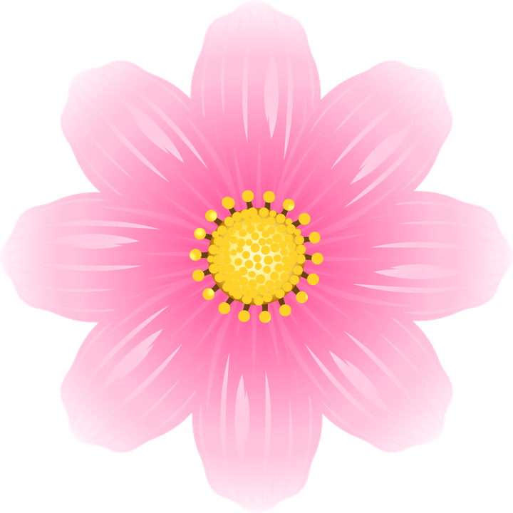 Pink Cosmos Flower PNG