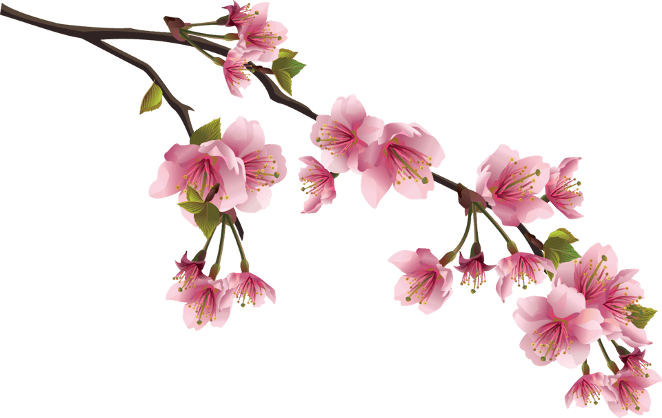 Blossom PNG
