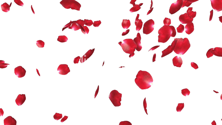 Petals PNG
